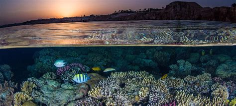 Coral Reefs’ Very Survival Is at Stake | HUMAN WRONGS WATCH