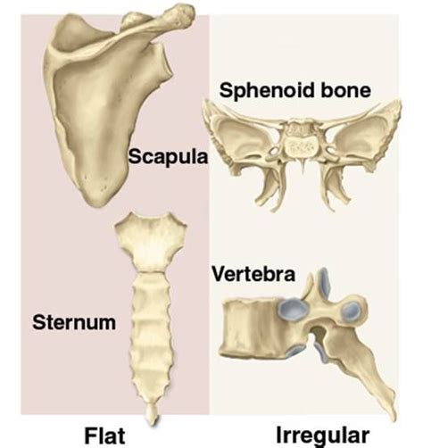 Flat & Irregular Bones