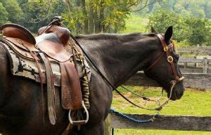 12 Best Western & English Saddle Brands