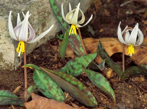 Kentucky Native Plant and Wildlife: April 2014