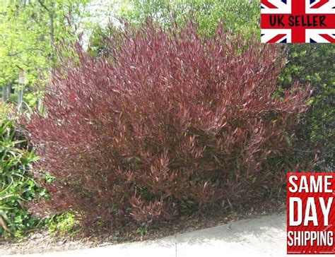 Purple Hop Bush Dodonaea Viscosa Purpurea 20+ seeds – speedyseeds