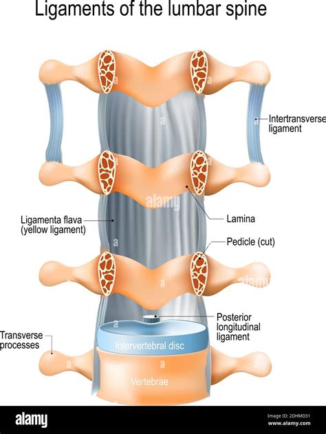 Ligamentos de la columna lumbar: Ligamenta flava (ligamento amarillo), intertransversal y ...