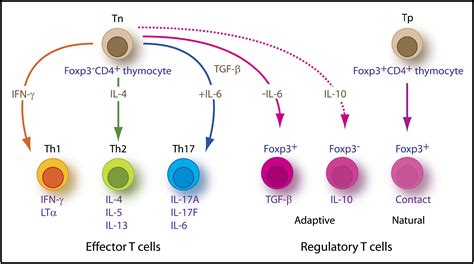 Th17: An Effector CD4 T Cell Lineage with Regulatory T Cell Ties: Immunity