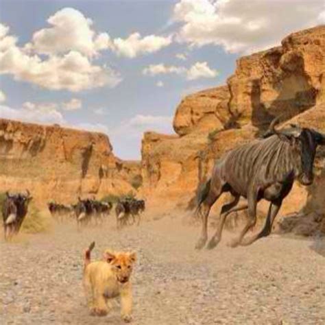 a herd of wild animals running across a rocky field