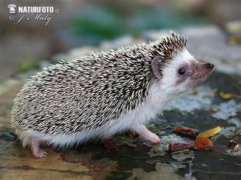 Four-toed hedgehog (Atelerix albiventris) | African hedgehog, Mammals, Hedgehog