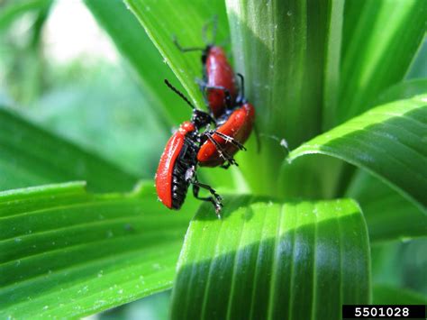 lily leaf beetle (Lilioceris lilii)