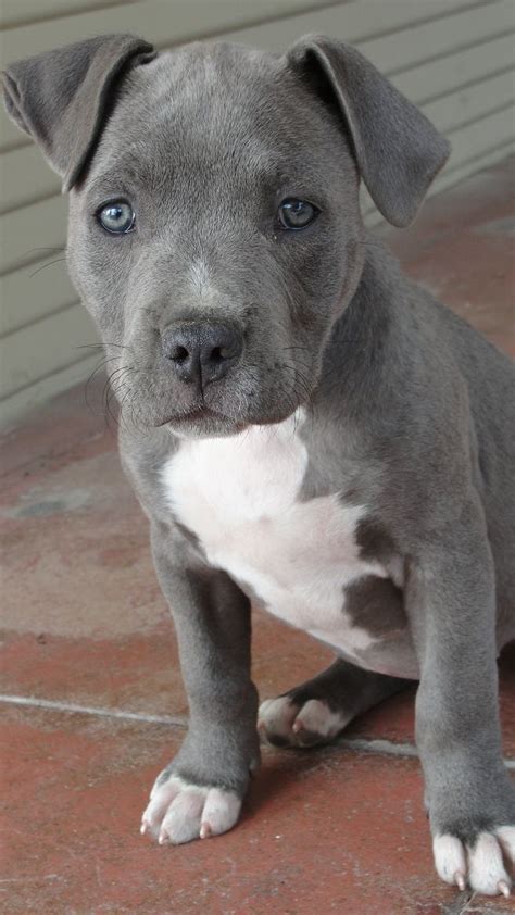 Best 25+ Blue nose pitbull puppies ideas on Pinterest | Blue pits, Blue ...