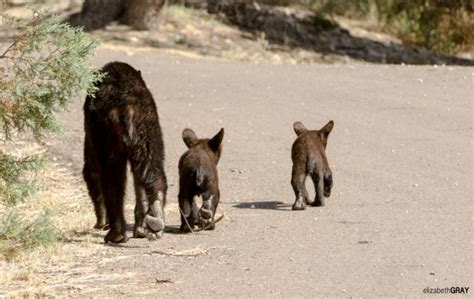 mexican black bear Archives | Photography by Elizabeth Gray