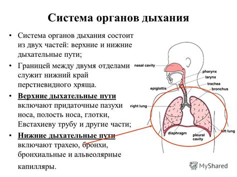 Презентация на тему: "Анатомо-физиологические особенности органов дыхания у детей проф., д. м. н ...