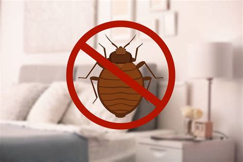 Summer Without Bed Bug Worry | Bed Bug Prevention Tips