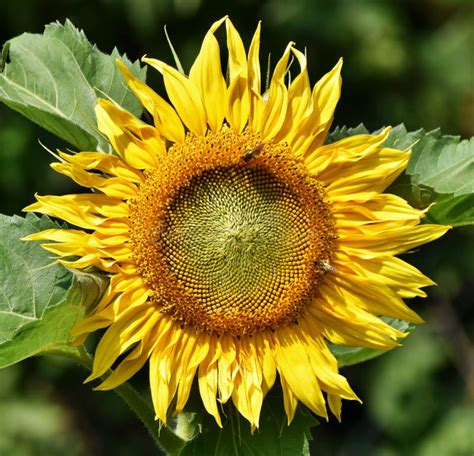 Yellow Sunflower in Sunshine Stock Image - Image of brown, garden ...