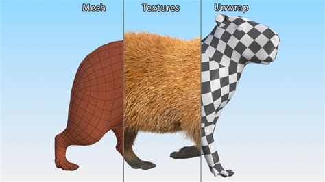 Capybara Walking Pose Fur 3D Model $129 - .max - Free3D