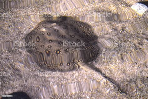 Electric Stingray Stock Photo - Download Image Now - Animal, Animal Body Part, Animal Wildlife ...