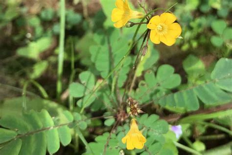 India has 8,000 medicinal plants but climate change and biodiversity ...