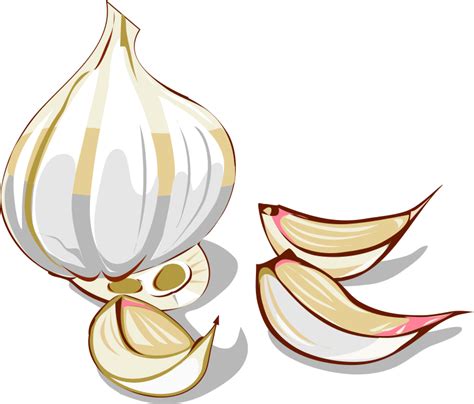 Garlic clipart clip art, Garlic clip art Transparent FREE for download ...