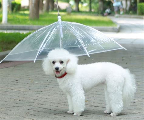 The Dog Umbrella