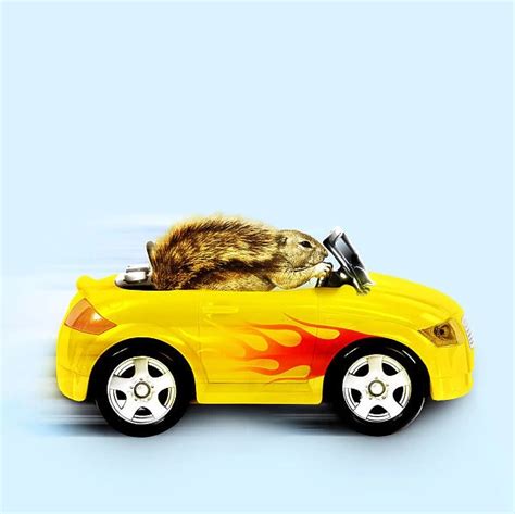 Squirrel, driving car with flames down the side (Photos Framed, Prints,...) #18905670