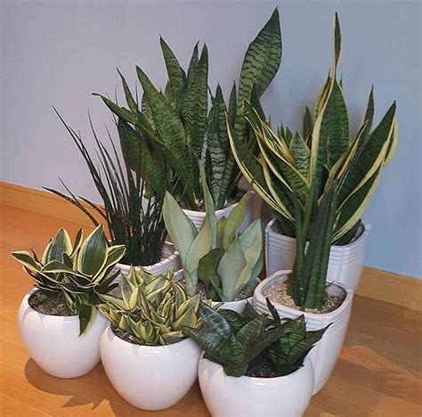 Lengua de suegra | Jardinería en macetas, Plantas en maceta, Regalar plantas