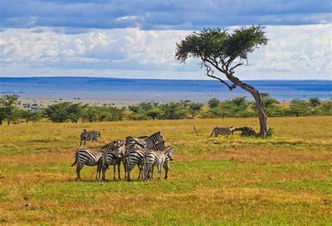 animales de la sabana | Savanna biome, Biomes, Grassland biome