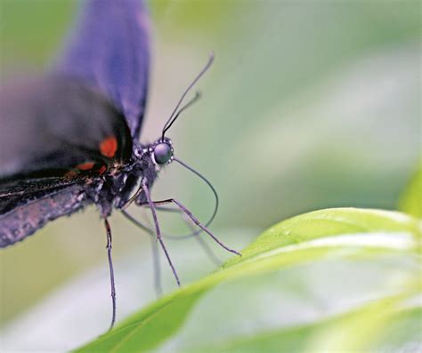 The Gray Gallery / Nature through the lens: Butterfly proboscis (macro)