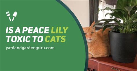 Is A Peace Lily Toxic To Cats