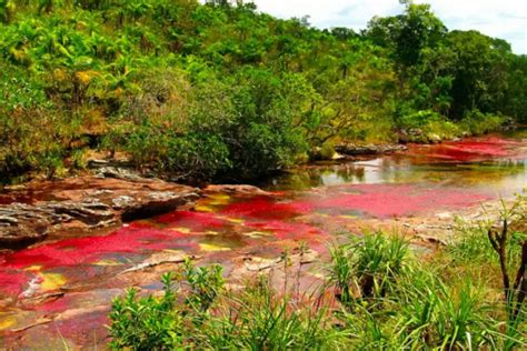 Rainbow River in Colombia might be your ideal holiday destination for 2018! | Times of India Travel