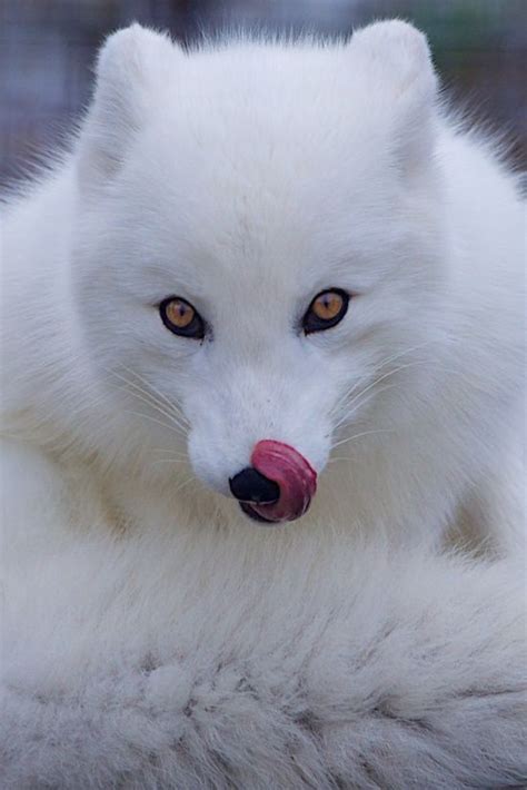 so cute but so scary at the same time, #albinoanimalscary #Cute #Scary #TIME, #albinoanimal ...