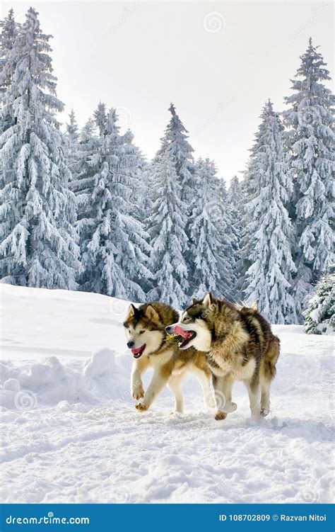 Wolves Running in Wild Winter Snowy Forest Stock Image - Image of ...