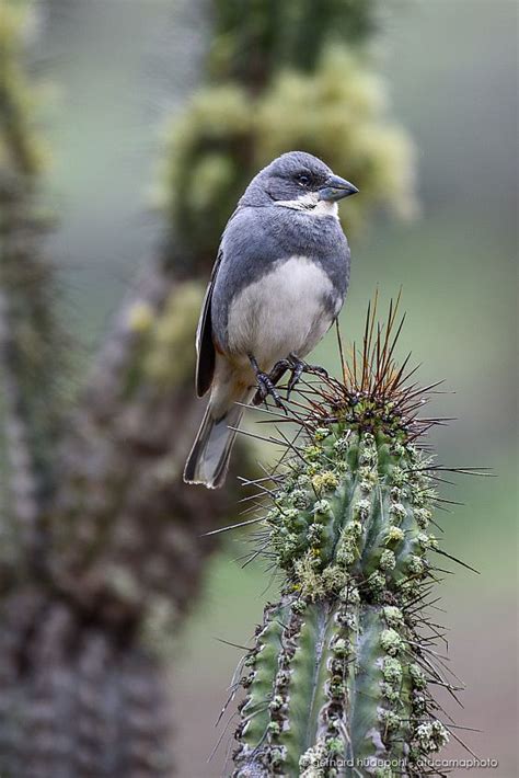 Atacama Desert Animals - photos of birds, lizards, insects and mammals ...