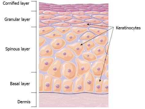 Activated protein C: A regulator of human skin epidermal keratinocyte ...