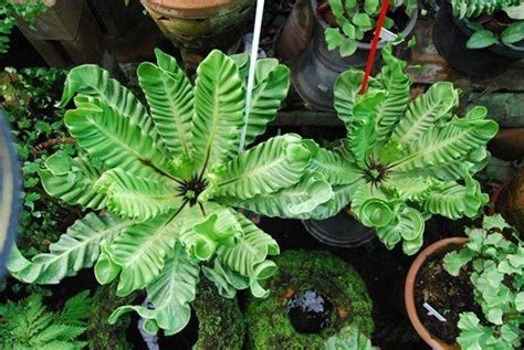 Asplenium nidus "Cobra" PLANT, Very Rare Bird-Nest fern!