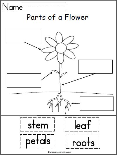 Free Parts of a Flower Labeling Worksheet - Made By Teachers