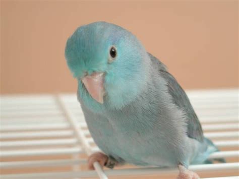 http://www.parrotletpictures.com/young-blue-mutation-pacific-parrotlet-7054.jpg Parrotlet-too ...