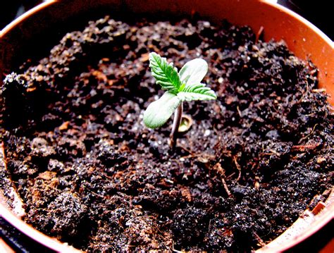 7 Marijuana Seedling Grow Tips | Cannabis Growing