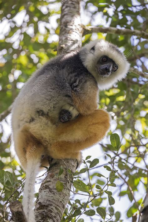 Diademed sifaka female with baby - Stock Image - C058/8168 - Science ...