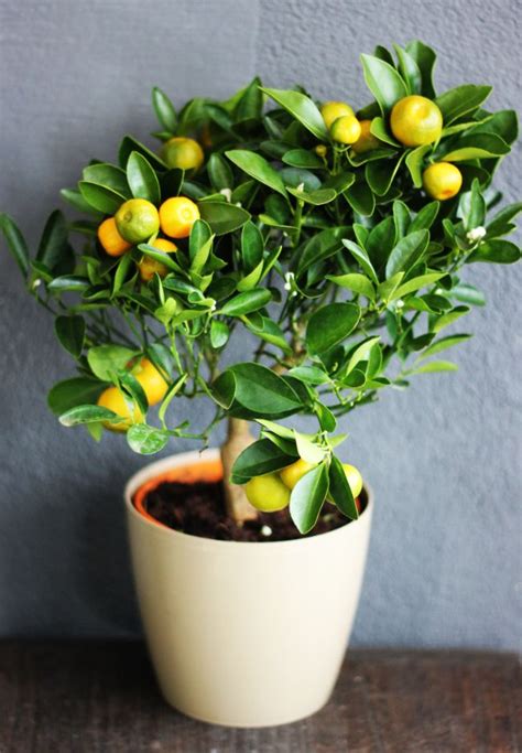 How To Care For An Indoor Orange Tree - Smart Garden Guide