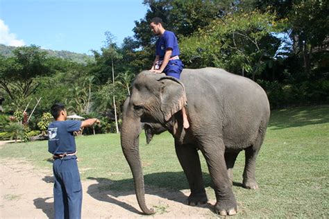 riding elephants | maesa elephant camp chiang mai, thailand | Visnu Pitiyanuvath | Flickr