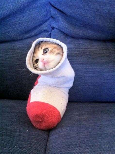 straight jacket for cats, sock - Dump A Day