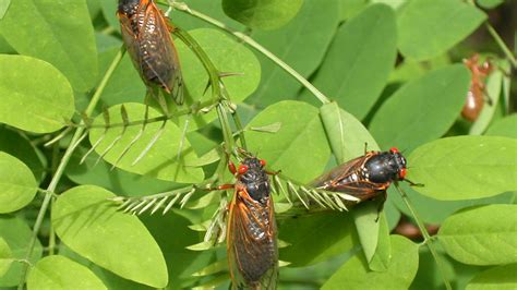 The Cicadas Are Coming : Short Wave : NPR