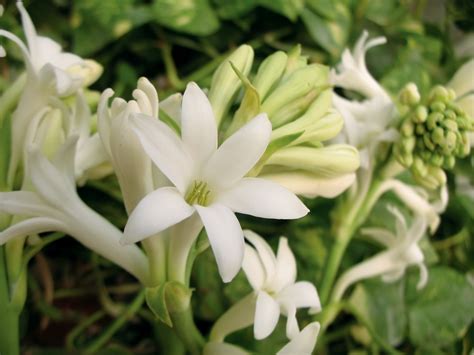 Growing Fragrant Tuberoses From Bulbs