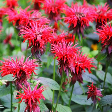 Bee Balm for Hummingbirds(Monarda) – Nature Blog Network