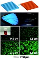 Guided cellular orientation concurrently with cell density gradient on butterfly wings - RSC ...