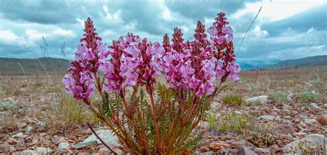 Flowers of Deosai National Park 3598381 Stock Photo at Vecteezy