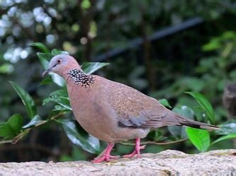 Kowloon Park - Bird Watcher and Photographer