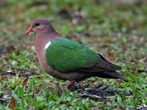 Brown-capped/Pacific Emerald Dove photo image 6 of 7 by Ian Montgomery ...