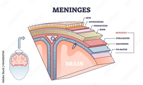 Meninges as central brain part structure or under skin layers outline ...