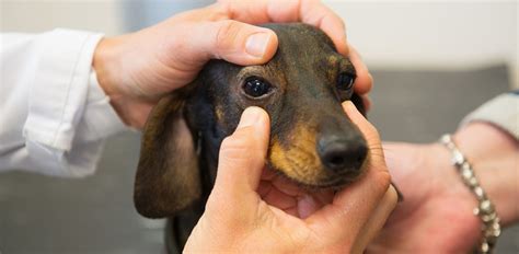Dog Eye Allergies: Symptoms, Causes and Effective Treatments - The Vets