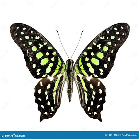 Tailed Jay Butterfly Upper Wing Profile in Natural Color Stock Image - Image of biology, color ...