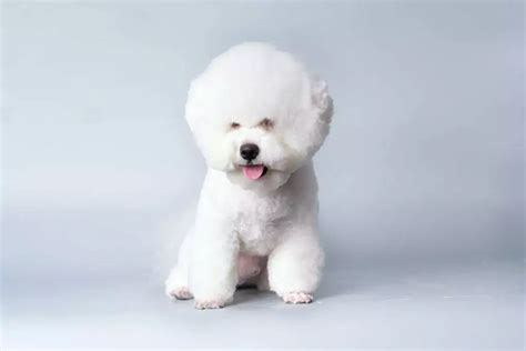 397+ Bichon Frise Names: BEST 2024 List (Top Choices & Tips)