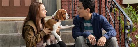 A Dog's Journey Movie - A Dog S Purpose A Dog S Way Home A Dog S Journey Triple Feature R1 ...